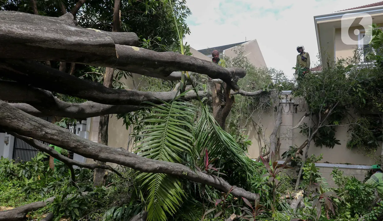 Petugas Suku Dinas Kehutanan Jakarta Selatan memotong bagian pohon besar yang tumbang di Jalan Sriwijaya I, Kebayoran Baru, Jakarta Selatan, Selasa (16/1/2024). (Liputan6.com/Herman Zakharia)