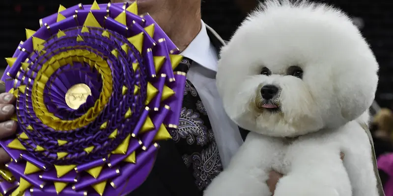 Aksi Menggemaskan Aneka Ras Anjing saat Ikuti Kompetisi Westminster Kennel Club