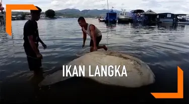 Ikan purba dengan dengan panjang 2,5 meter dan lebar 1,5 meter itu awalnya ditemukan nelayan bernama Umar, Ikan itu mengapung di dekat kerambahnya ditemukan pukul 13.00 WIT.