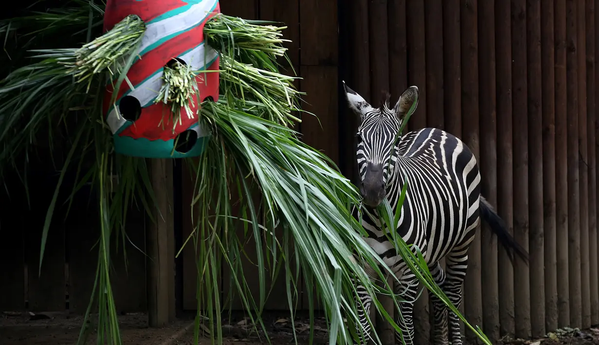 Seekor zebra makan rumput setelah hewan di kebun binatang Cali menerima hadiah makanan sebagai bagian dari perayaan Natal tradisional, di Kolombia pada Senin (20/12/201). (Paola MAFLA / AFP)