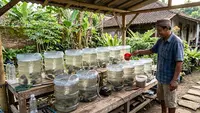 8 Ikan Konsumsi yang Cocok Dibudidayakan di Galon Bekas Air Mineral, Tak Perlu Buat Kolam Besar