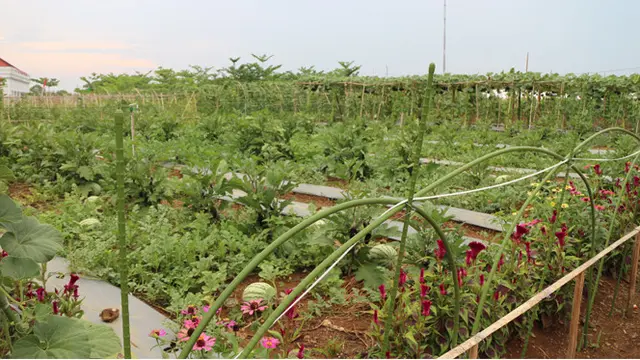 Kampung Hortikultura