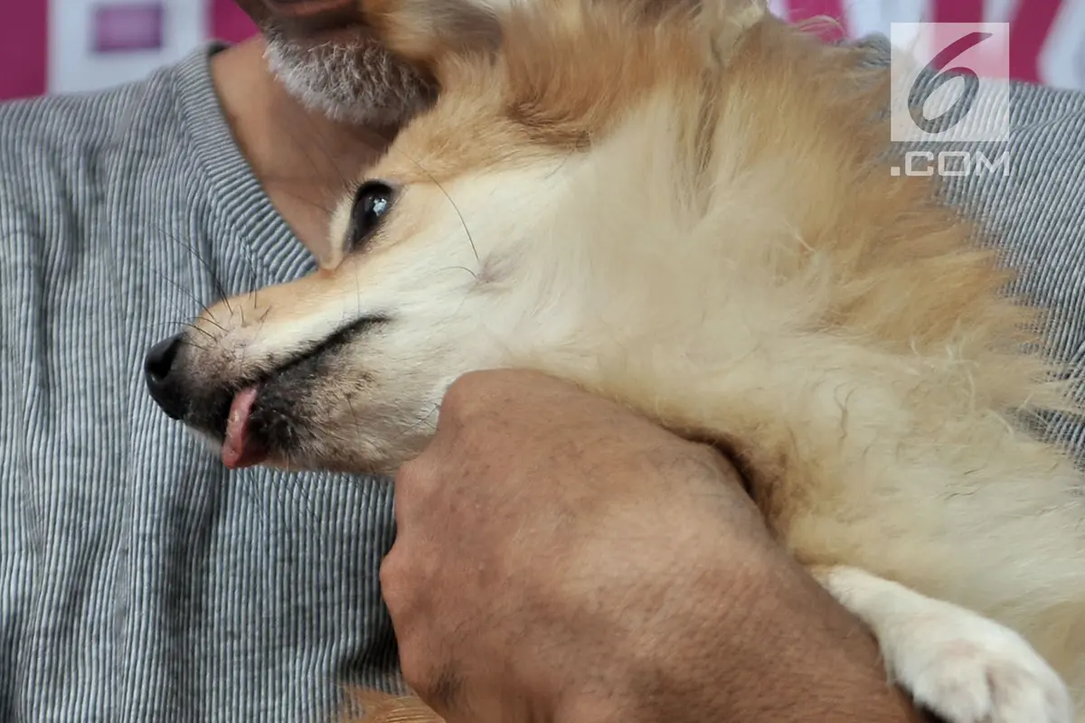 Deteksi Penularan Rabies, Dinas KPKP DKI Pasang Microchip Pada Anjing
