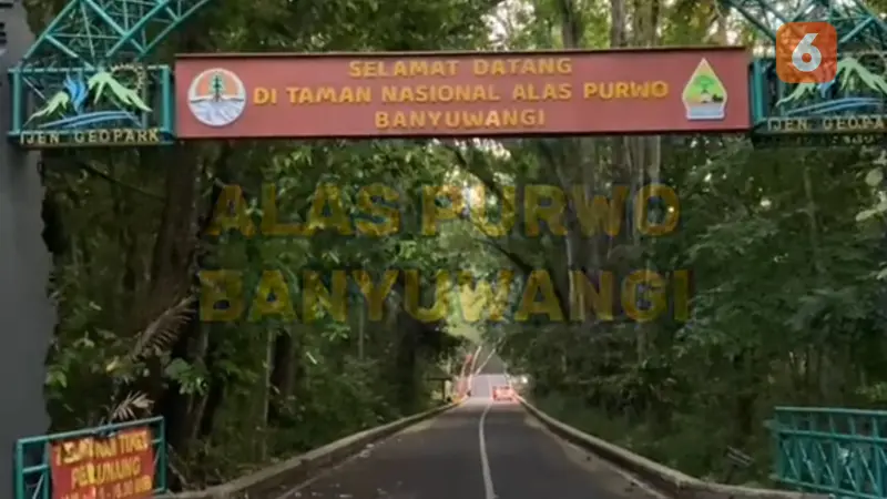 Kisah Mistis Alas Purwo Hutan Tertua Pulau Jawa