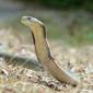 Ilustrasi: ular Kobra Raja (Wikimedia Commons)
