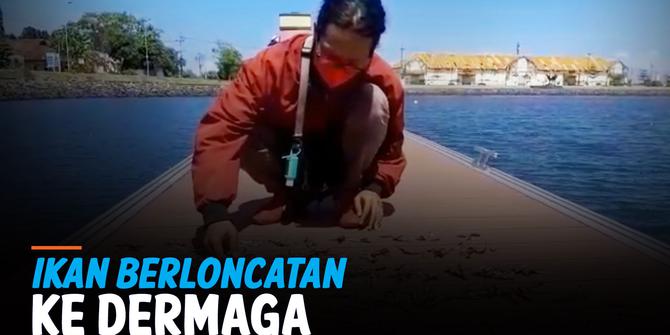 VIDEO: Nelayan Banyuwangi Kaget Banyak Ikan Berloncatan di Dermaga