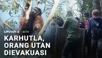 Karhutla, Orang Utan Dievakuasi