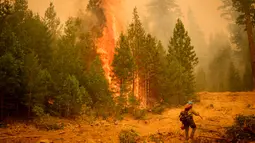 Mereka berhasil memadamkan api di lebih dari 11 ribu hektare hutan dalam dua hari. (JOSH EDELSON/AFP)