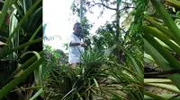 Tanaman nanas tumbuh di atas batu cadas di Kampung Wasuponda, Kabupaten Luwu Timur, Sulawesi Selatan. (Achmad Yusran/Liputan6.com)