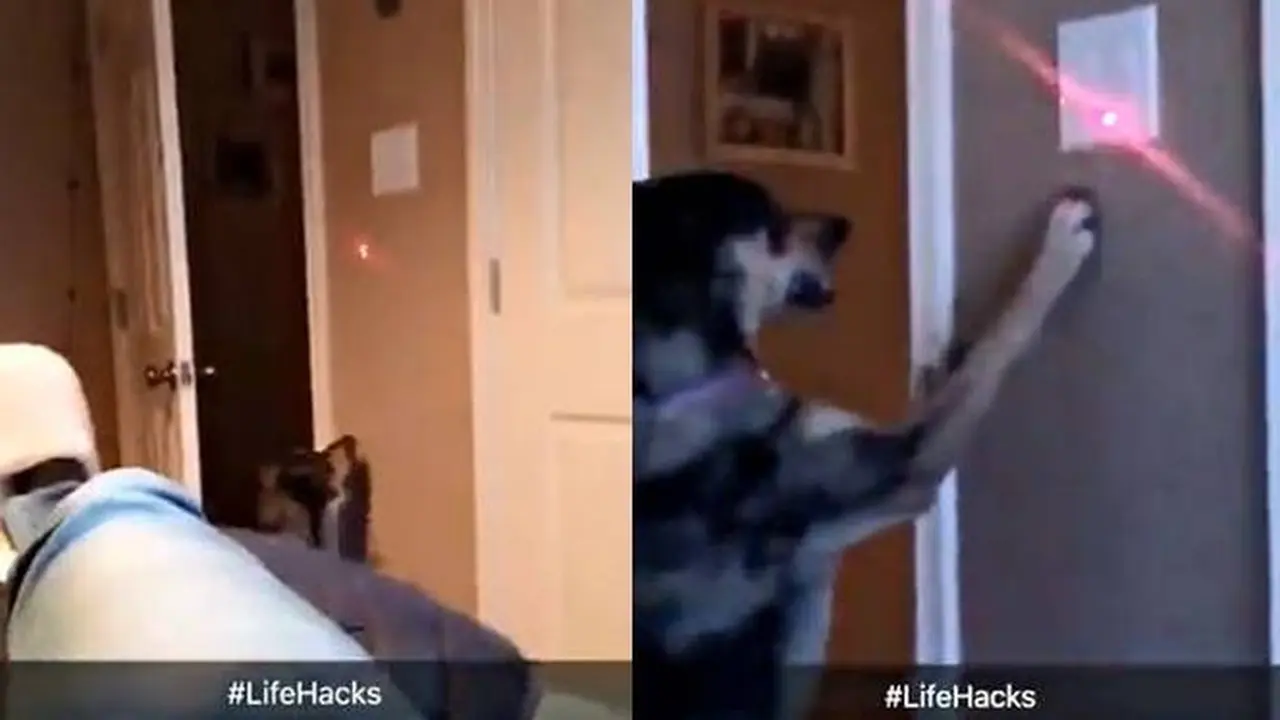 Kocak, Ini Life Hack Agar Anjing Bisa Matikan Lampu Kamar