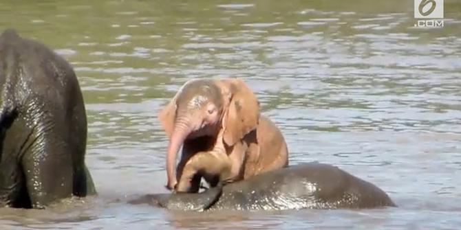 VIDEO: Bayi Gajah Langka Ditemukan di Afrika Selatan