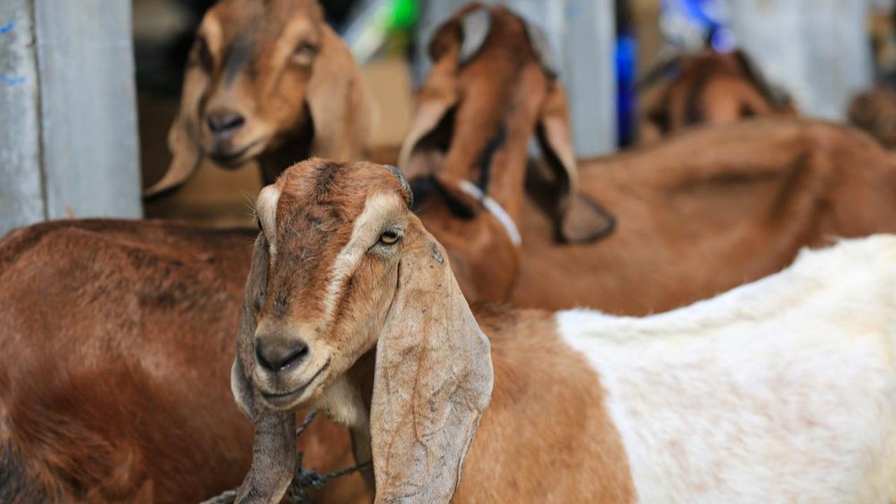 4. Torpedo Kambing