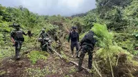 Kebun Ganja di Papua Disamarkan di Antara Ubi dan Jagung