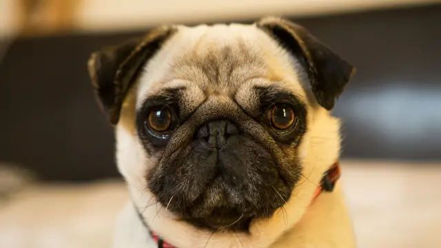 Pug Dog