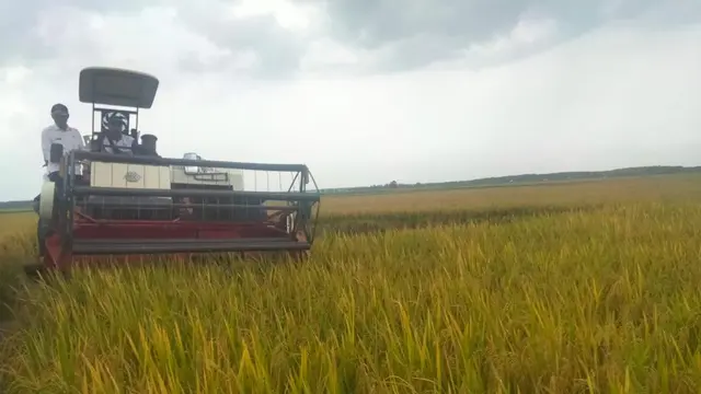 Petani Kabupaten Ogan Komering Ilir Panen Padi 11.964 hektare.