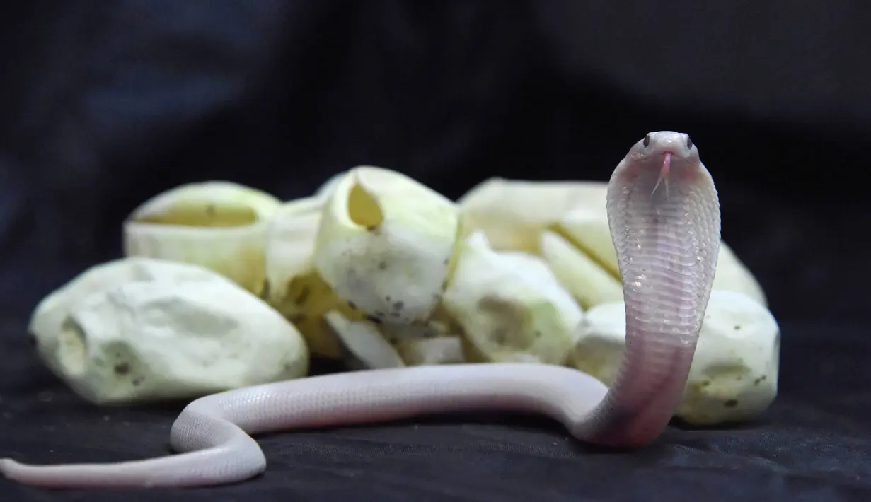 Bayi kobra leucistic monocled menjulurkan lidahnya di Kebun Bintang Planet Exotica, Royan, Prancis, Rabu (31/1). Ini merupakan kelahiran pertama kobra leucistic monocled di kebun binatang tersebut. (AFP PHOTO/MEHDI FEDOUACH)
