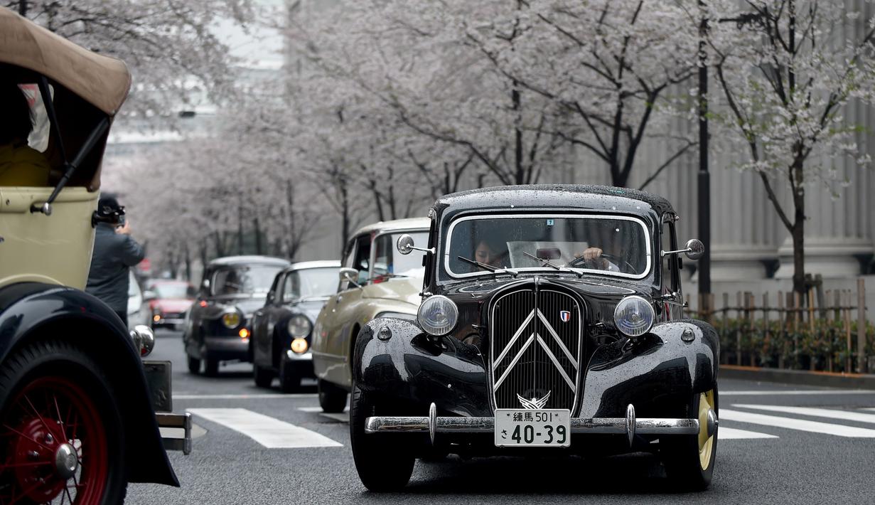 Peserta saat mengendarai Mobil klasik Citroen Avant 11CV Legere tahun 1952 (kanan) di samping pohon sakura selama Japan Classic Automobile 2016 di Tokyo, Jepang (3/4). Pameran mobil klasik ini diadakan dibawah pohoh sakura. (AFP/Toshifumi Kitamura)