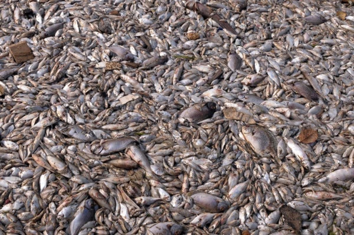 Jutaan ekor ikan berbagai jenis mati misterius di Pantai Ancol