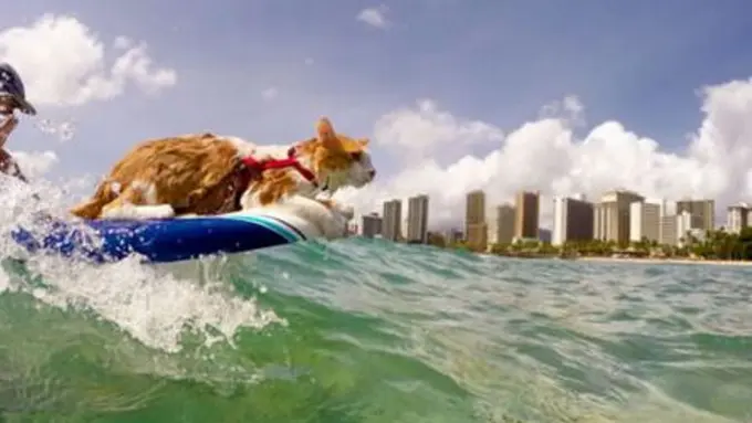 Hebat, Kucing Bermata Satu Ini 'Jago' Berselancar!