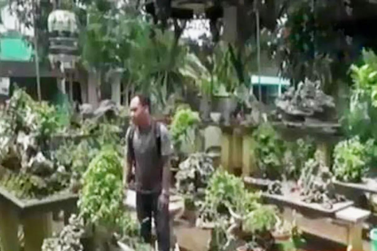 Segmen 7: Tanaman Bonsai hingga Hobi Aeromodeling