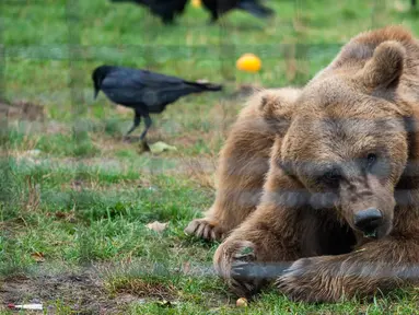 Seekor beruang coklat beristirahat di Suaka Beruang Libearty di Zarnesti, 180 km sebelah utara Bukares, Rumania, pada tanggal 16 Oktober 2024. (Mihai Barbu/AFP)