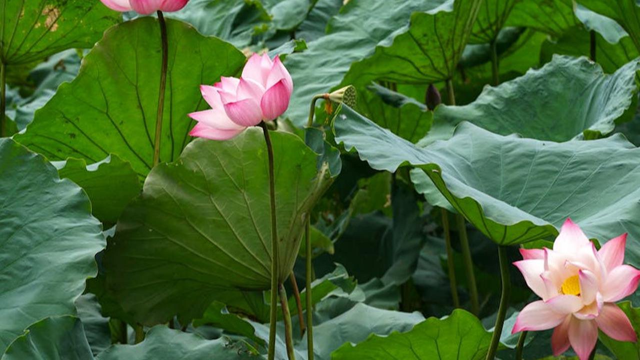 Daun Teratai