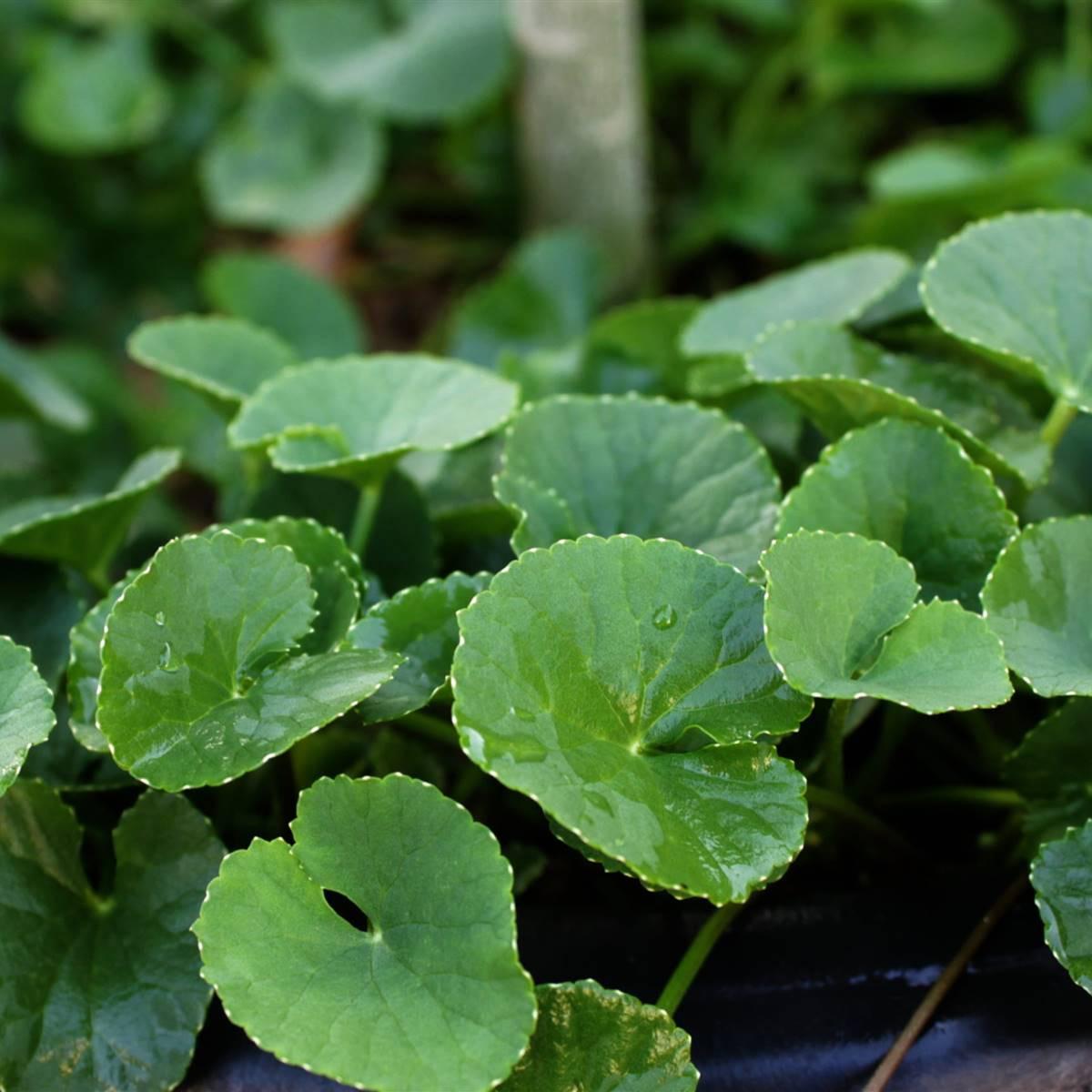 ilustrasi centella asiatica