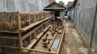 Cara Beternak Itik Mojosari di Lahan Sempit dengan Sistem Kandang Baterai