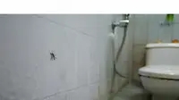 Cara Mengatasi Kutu Kamar Mandi yang Muncul Tiba-Tiba, Ikuti Triknya agar Tidak Datang Lagi