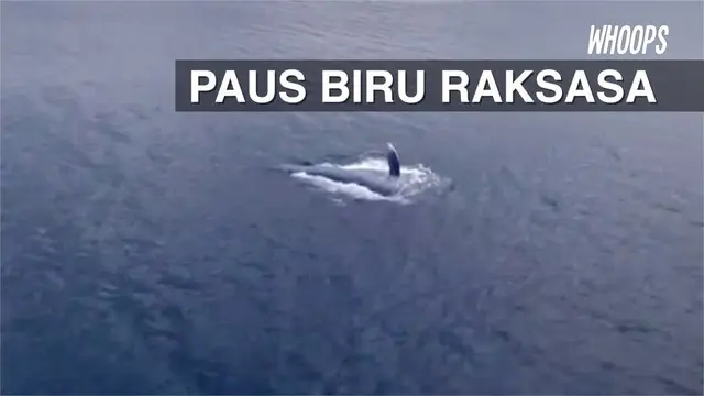 Paus raksasa sepanjang 30 meter yang tergolong langka ini tertangkap kamera sedang berenang di tengah laut Islandia