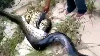 Seekor ular anakonda mati karena menelan seekor ular besar lainnya di Amerika Selatan.