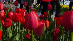 Pengunjung melewati bunga tulip di taman bunga Belanda yang terkenal di dunia, Keukenhof, Lisse, Belanda, 12 April 2022. Keukenhof merupakan taman bunga terbesar di dunia dengan tujuh juta kuntum bunga tulip yang ditanam setahun sekali di taman tersebut. (AP Photo/Peter Dejong)