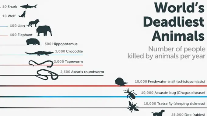 Wow! 3 Hewan Lucu Ini Ternyata Mematikan