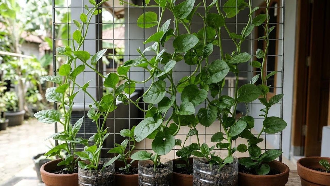 Cara Menanam Bayam Malabar yang Merambat untuk Kebun Vertikal, Cocok di Lahan Sempit