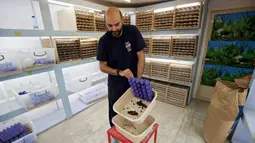 Pengusaha Kuwait Jassem Buabbas menampilkan cacing super di peternakannya di Kabad, Kuwait, 20 Mei 2021. Saat ini, Jassem Buabbas berharap cacing super bisa menjadi makanan warga Teluk. (YASSER AL-ZAYYAT/AFP)