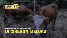Wabah Penyakit Mulut dan Kuku (PMK) di Kabupaten Cirebon dilaporkan semakin meluas. Data per hari Selasa lalu, PMK di Cirebon meluas hingga ke 22 kecamatan. PMK juga menyerang sebanyak 1.356 ternak.