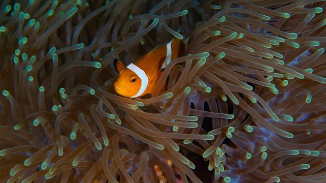 Ilustrasi Anemon, Nemo