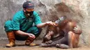 Penjaga kandang memberi makan Orangutan Sumatra (Pongo Abelii) di Taman Margasatwa Ragunan (TMR), Jakarta, Selasa (23/2/2021). Walau masih tutup akibat pendemi COVID-19, pelayanan terhadap satwa di TMR tetap berjalan setiap hari dan sesuai protokol kesehatan. (merdeka.com/Arie Basuki)