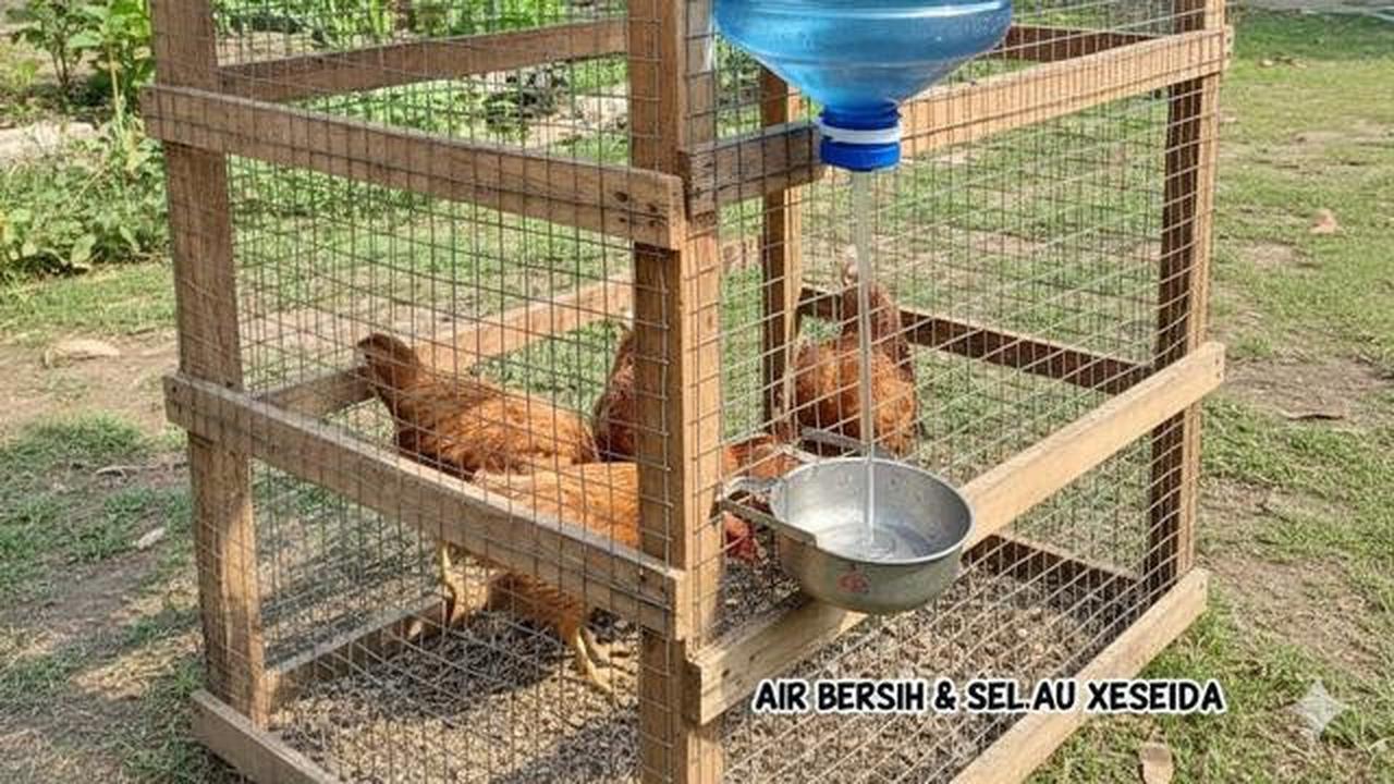 10 Desain Kandang Ayam dari Galon Bekas Sederhana, Ide Kreatif Ternak
