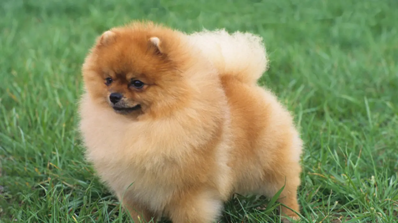 15 Macam Anjing Ras Kecil Lucu dan Menggemaskan, Cocok Jadi Peliharaan ...