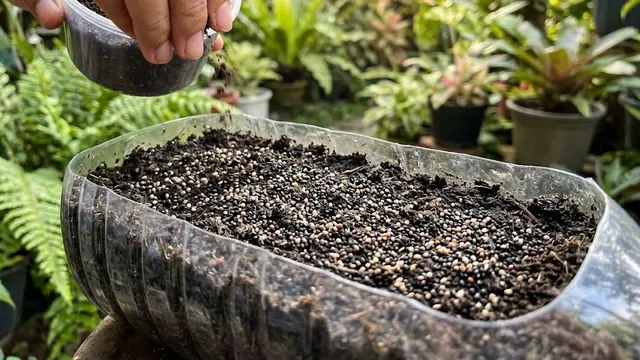 Cara menanam bayam di botol plastik 2 liter agar subur