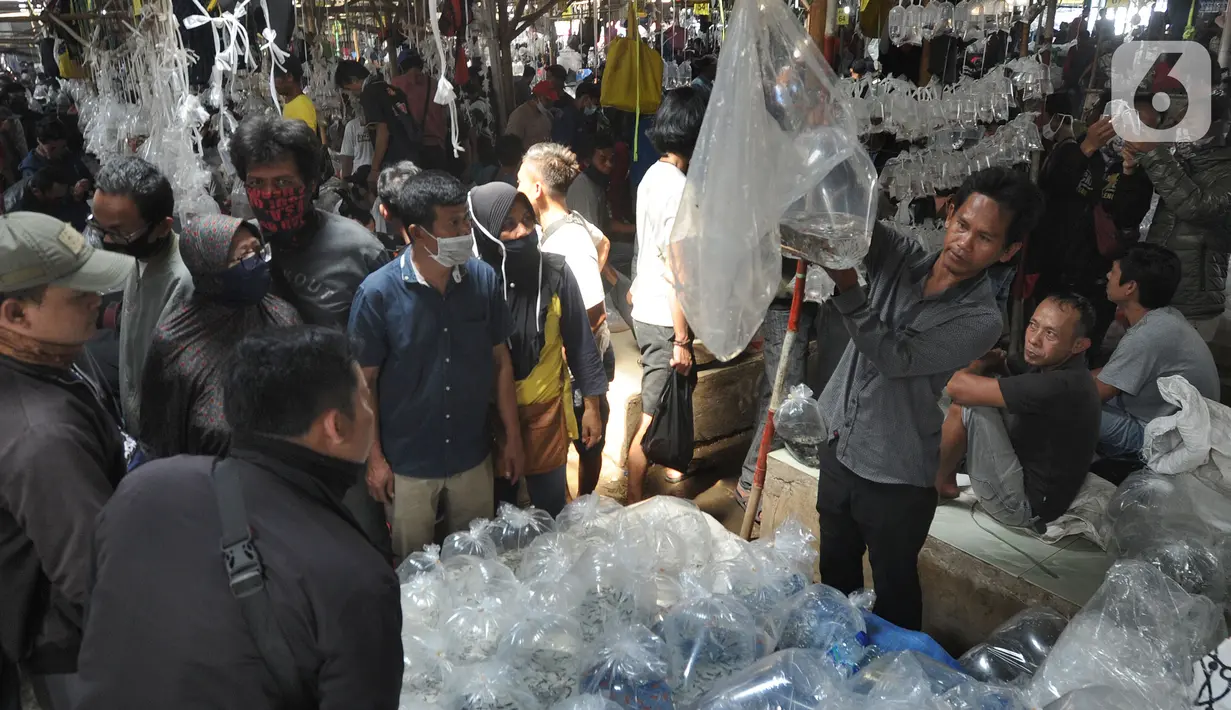 Pengunjung berdesakan pada salah satu kios di Pasar Ikan hias Parung, Bogor, Senin (27/7/2020). Pasar ikan hias yang buka pada setiap hari Senin, Kamis, dan Sabtu ini sama sekali tidak menerapkan  protokol kesatan guna mencegah penyebaran covid-19. (merdeka.com/Arie Basuki)