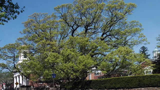 Pohon Oak Berusia 600 Tahun ini Akhirnya Mati