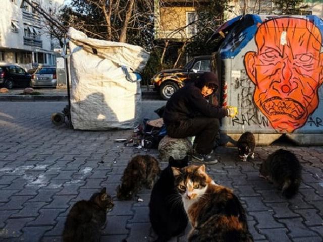 Dianggap Hewan Keramat Kucing Liar Jadi Penguasa Kota Istanbul Turki Global Liputan6 Com