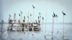 Sejumlah burung Pecuk Padi Kecil hinggap di bagan apung nelayan di perairan Muara Angke, Penjaringan, Jakarta Utara, Selasa (3/1). Habitat burung Pecuk Padi Hitam tersebut berdampingan dengan pemukiman nelayan Angke. (Liputan6.com/Faizal Fanani)
