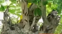 VIDEO: 3 Desa di Lamongan Diserbu Ribuan Ulat Bulu