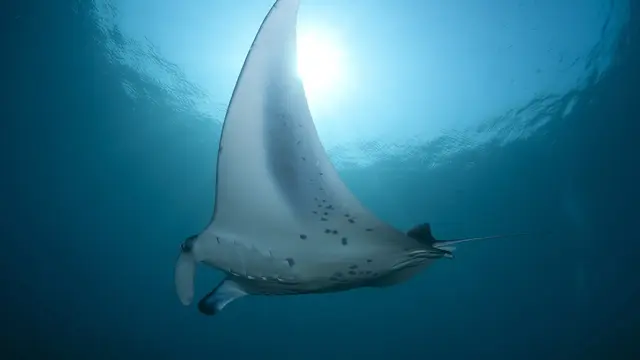 Spot Diving Terbaik untuk Melihat Pari Manta di Indonesia