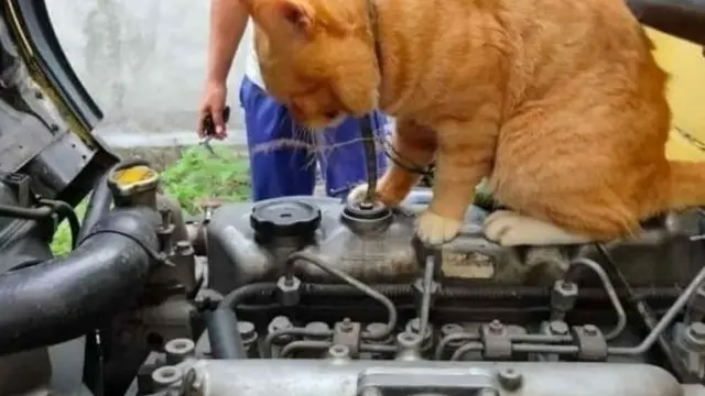 Dibersarkan di Bengkel, Ini 7 Potret Kocak Kucing Saat Jadi Mekanik