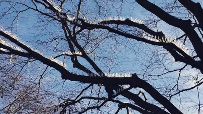 copyright oddtycentral.com