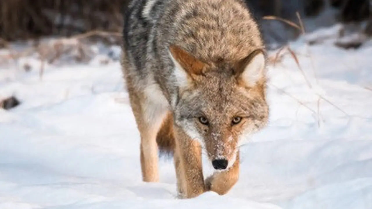 Iljustrasi coyote .